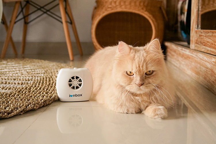IonBox Air Ionizer | Negative Ion Generator for Cleaner Air – ionbox.net